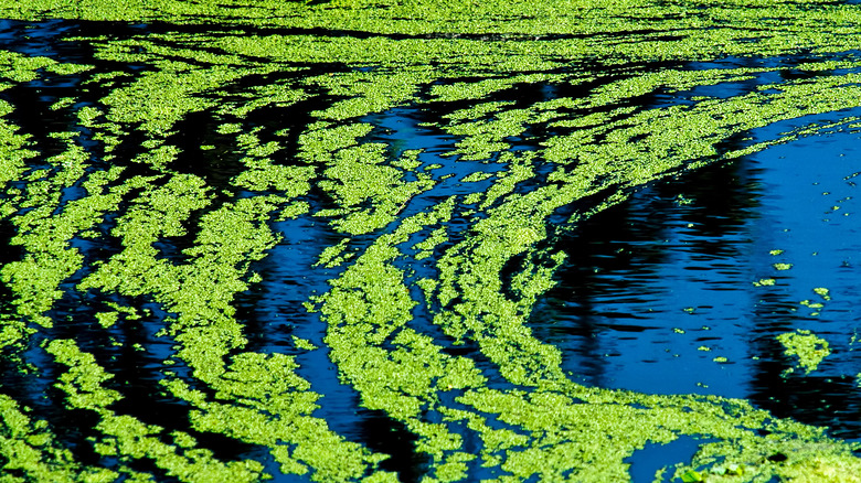 pond green algae scum