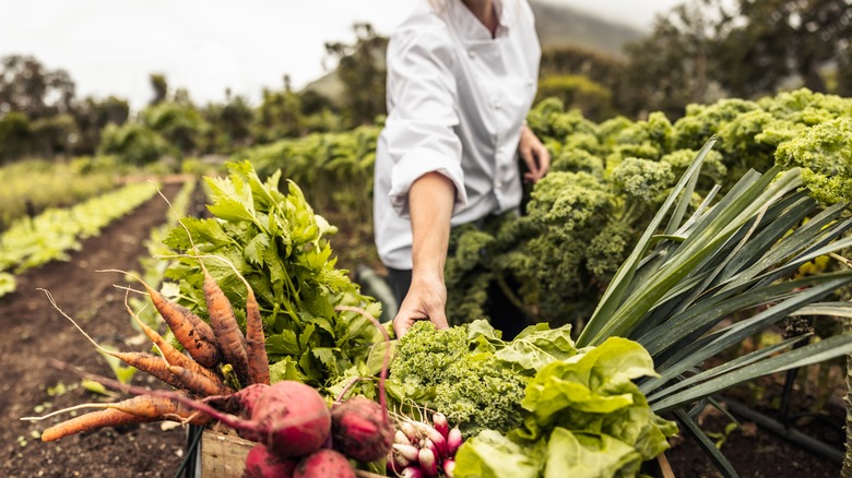 harvesting sustainable farming