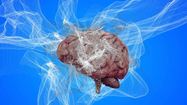 Human brain