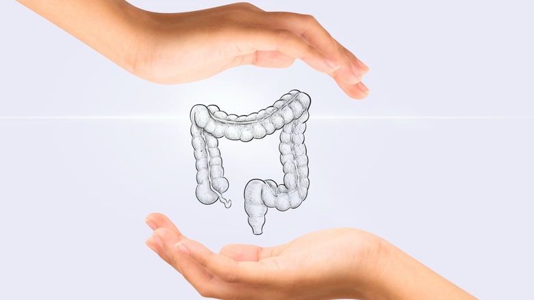 graphical illustration of the colon