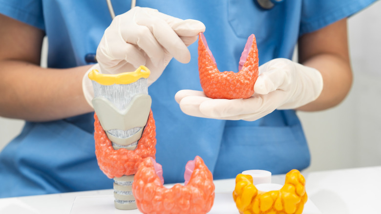 medical tech showing a replica of the thyroid