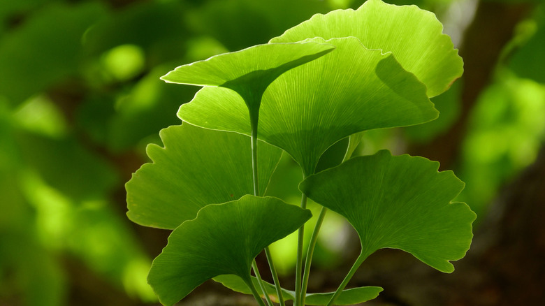 Close-up of ginkgo biloba leaves