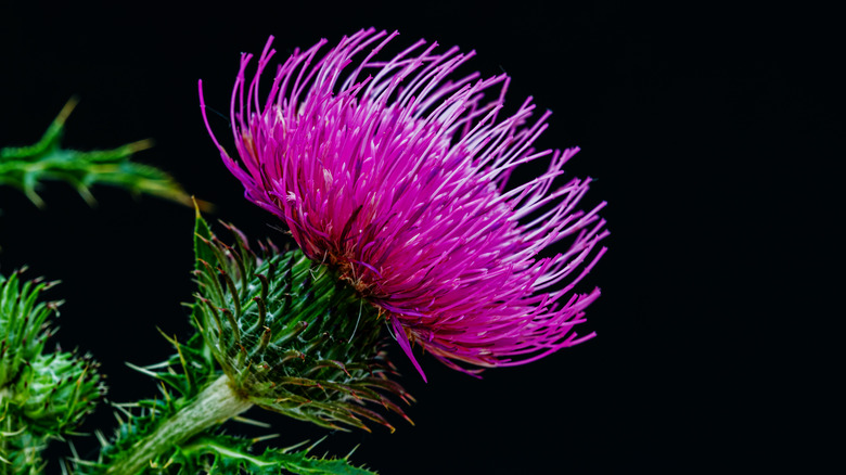 Close up of the milk thistle plant 