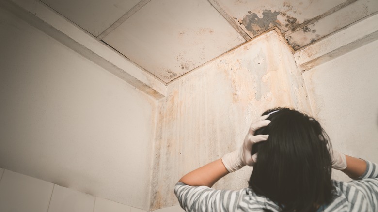 Mold as seen on a ceiling