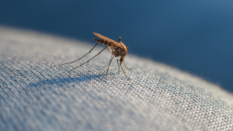 Mosquito on denim