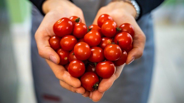 Pair of gloved hands holding out three tomatoes: genetically modified crops concept