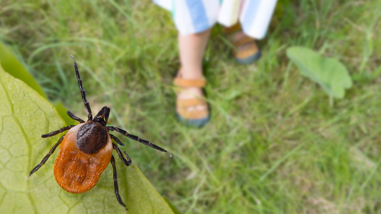 Deer tick sitting on a leaf with child's legs in the background