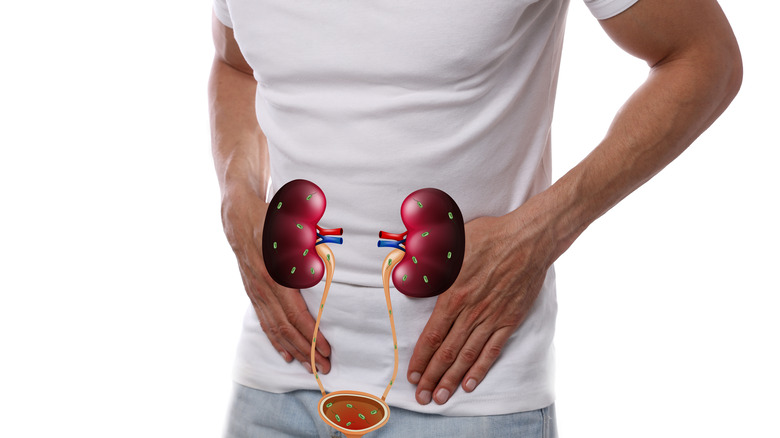 Male urinary tract system