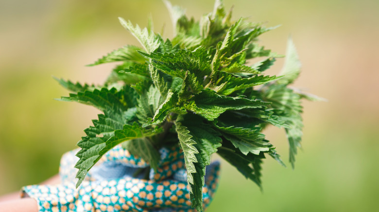 female gloved hands holding fresh stinging nettles