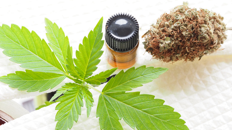 Marijuana plant, extract, and bud