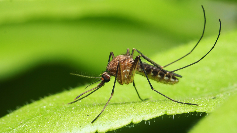 mosquito on leaf