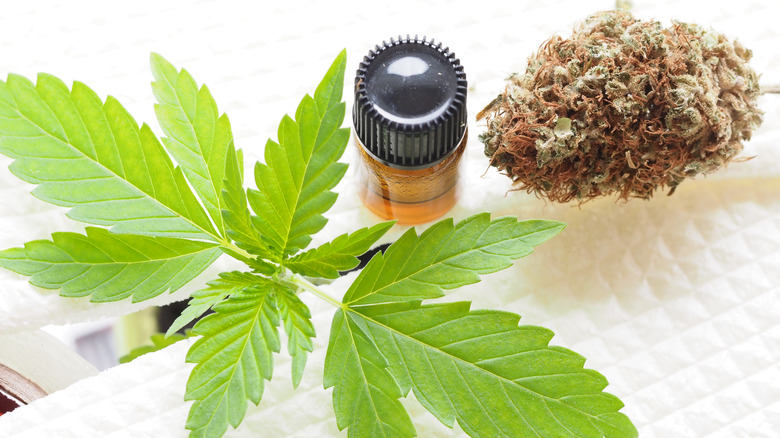 close-up of marijuana plant and medical marijuana