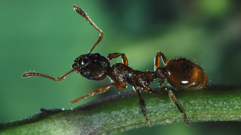 Ant on plant stem