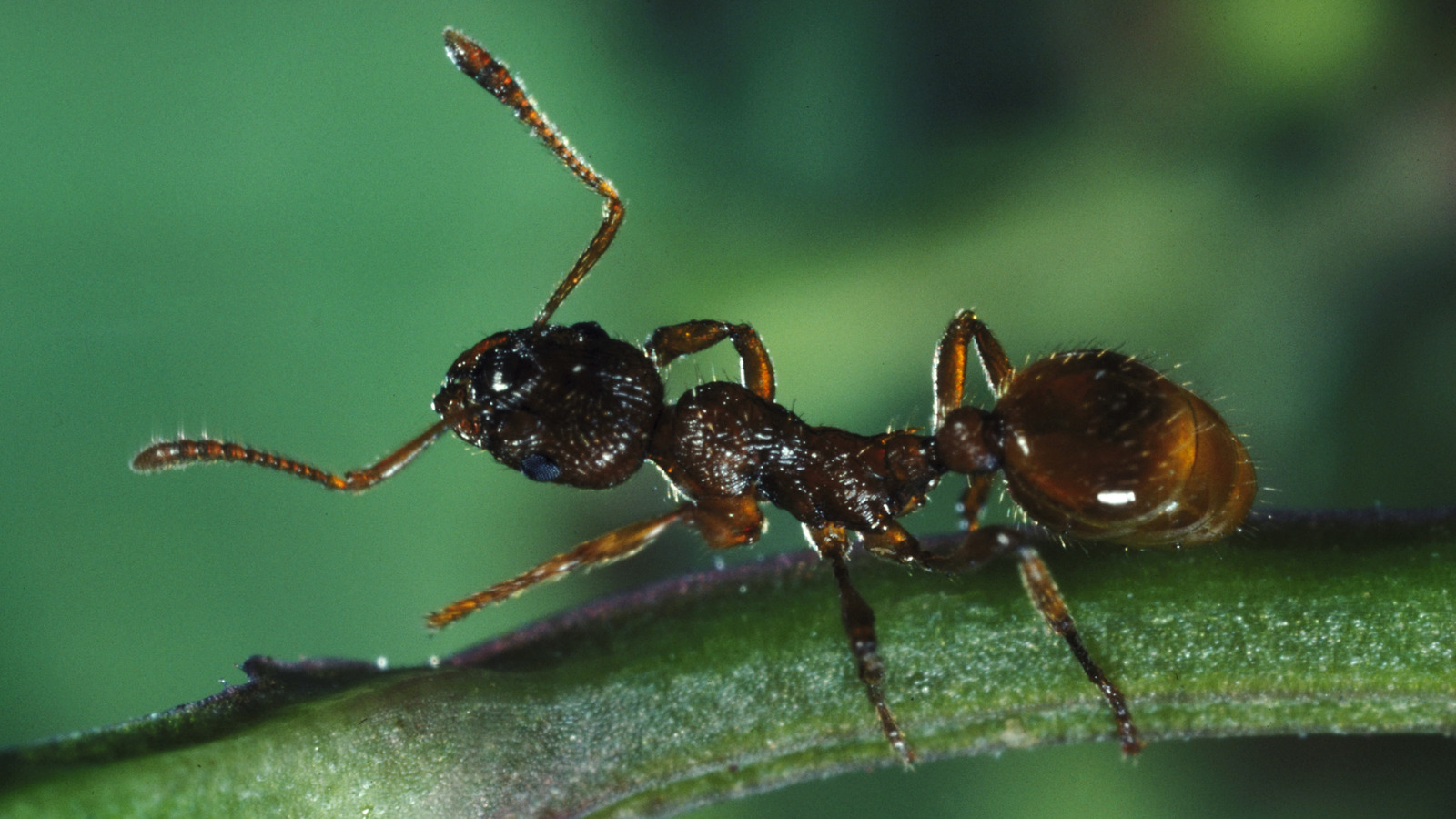 New Study Shows How Ants May Help Detect Cancer Early