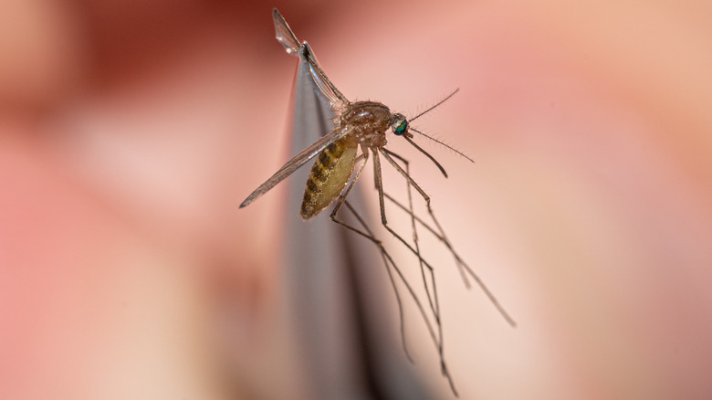 Closeup of mosquito