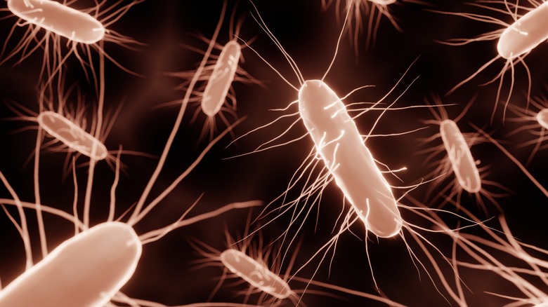 Clostridium difficile bacteria