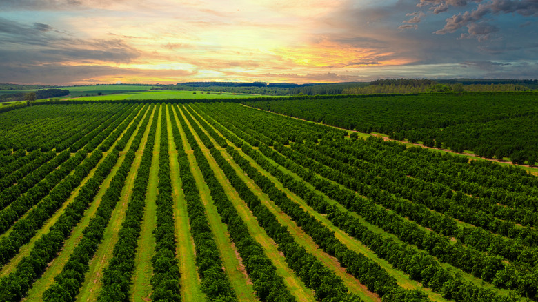 Farmland