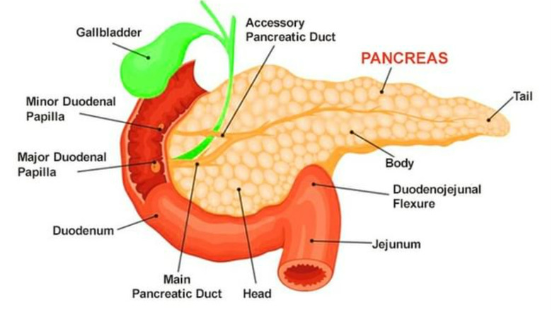 labeled drawing of the pancreas