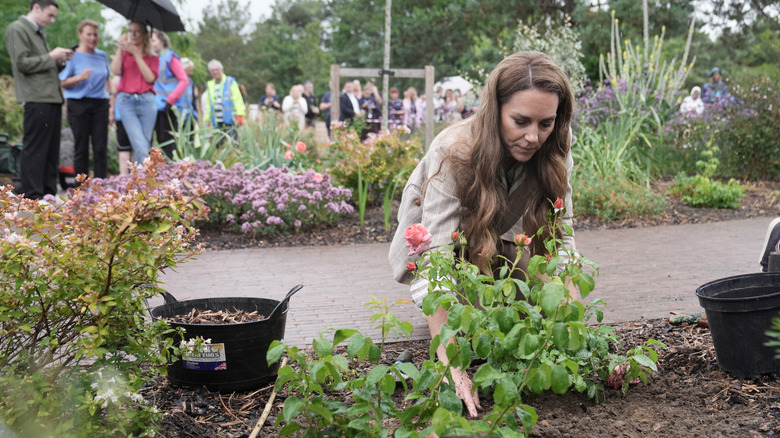 Catherine, Princess of Wales, planting a rose during a visit to the RHS's Wellbeing Garden at Colchester Hospital
