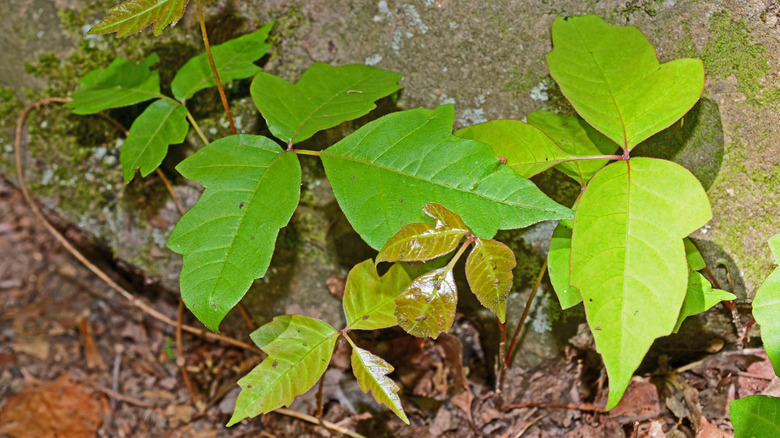 poison ivy plant