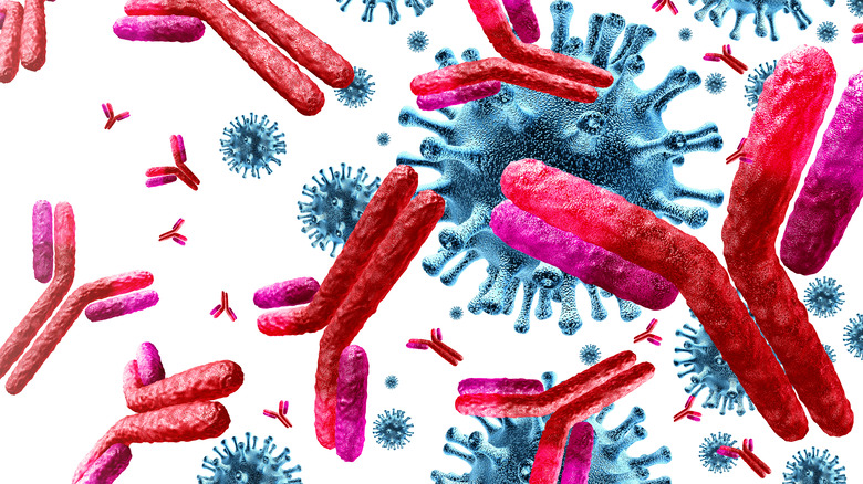 Antibodies fighting virus cells
