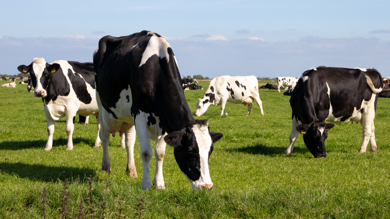 grazing cows