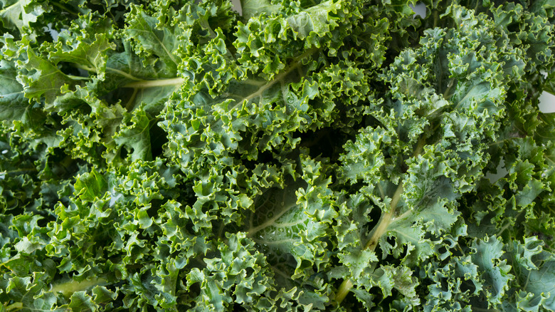 close up of curly kale leaves