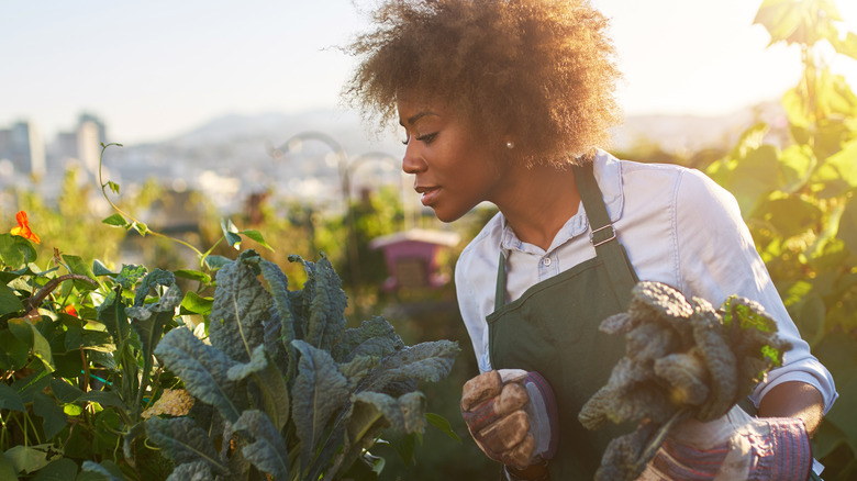 woman in a field harvesting kale