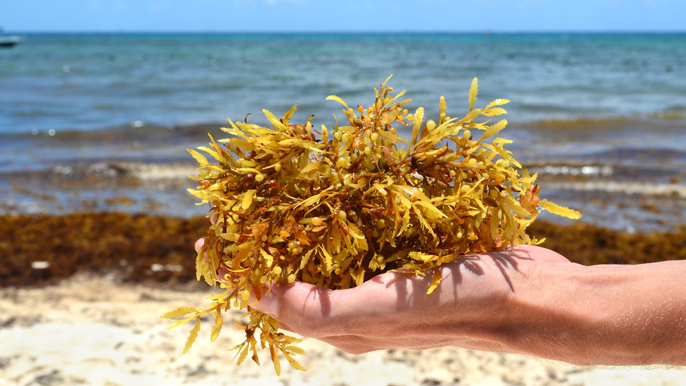 handful of seaweed