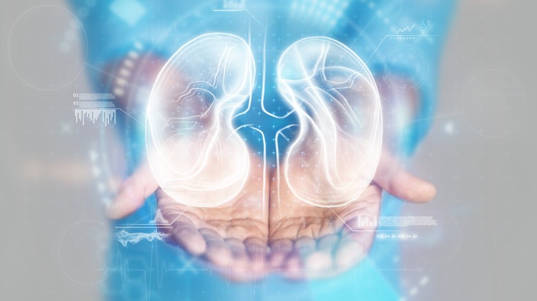 hands presenting digital model of kidneys 