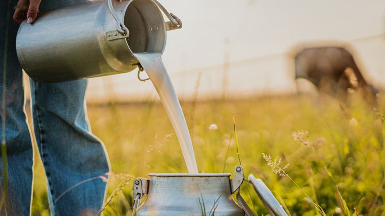 field hand pouring raw milk into a container with cow