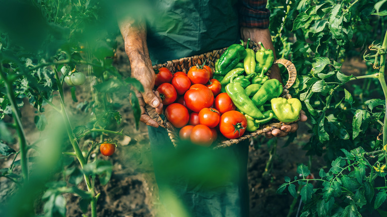 gardener collecting tomatoes and peppers