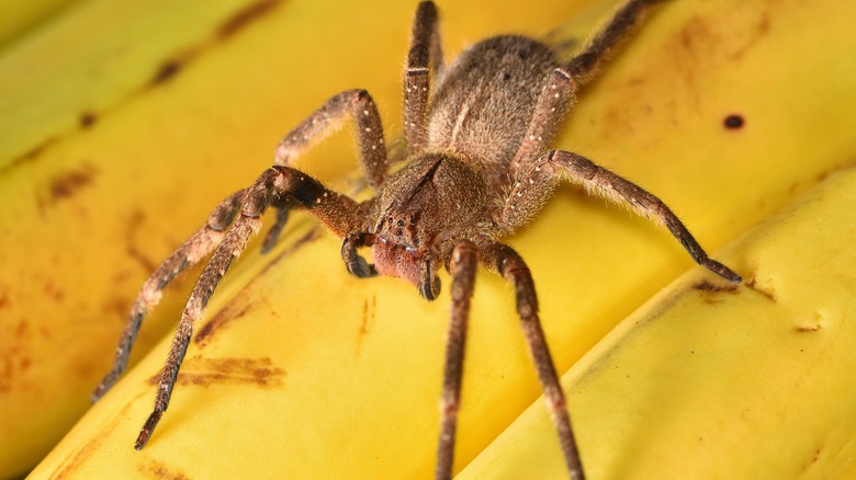 The Brazilian wandering spider