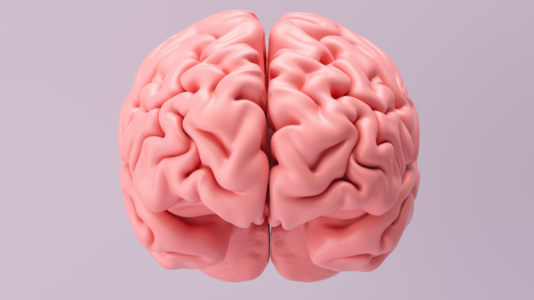 Human brain anatomical model