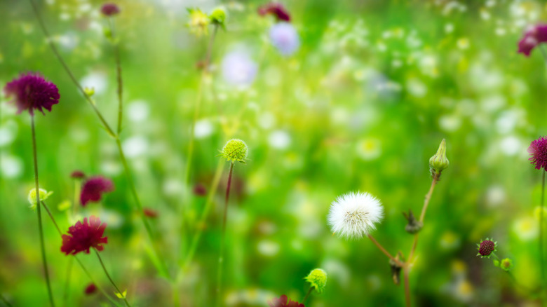 Colorful meadow and flowers