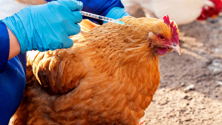 chicken getting vaccinated