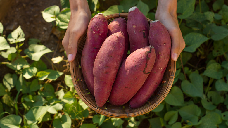 a bowl of sweet potatoes 