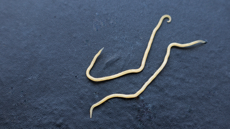 pinworms displayed on table