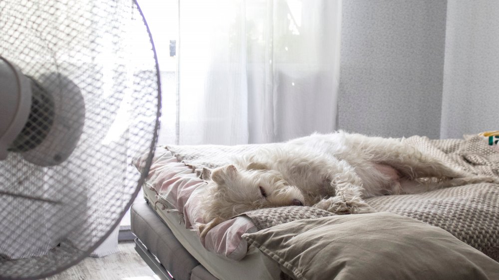 Dog sleeping with fan on