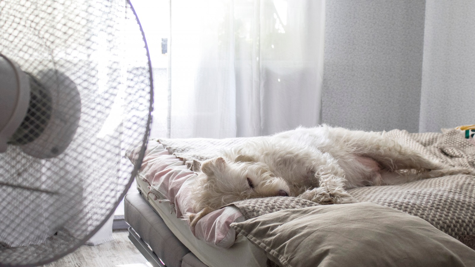 Sleeping With A Fan On Might Be Bad For You. Here's Why