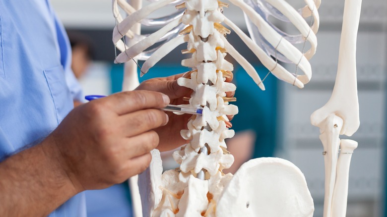 Model skeleton of a spine