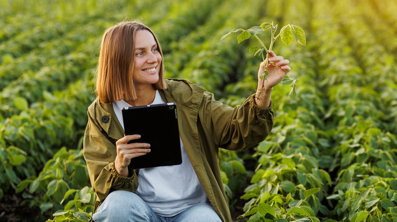 woman agriculture expert in field holding soybean plant