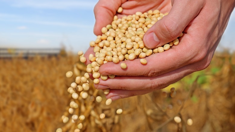 soybeans being dropped from hands in a farm field