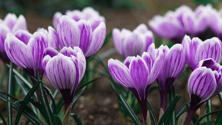 lilac tulips