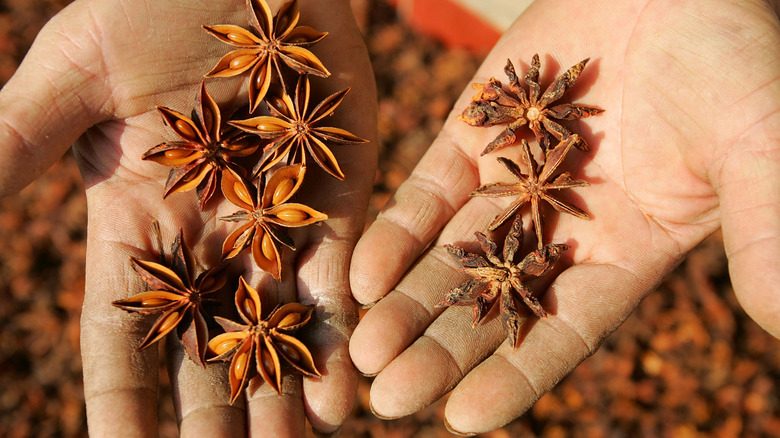 Person holding star anise in their hands