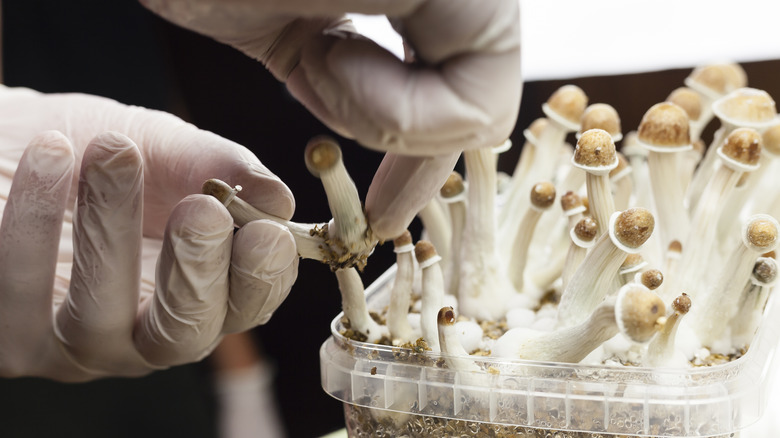 Gloved hand collecting psilocybin mushrooms 