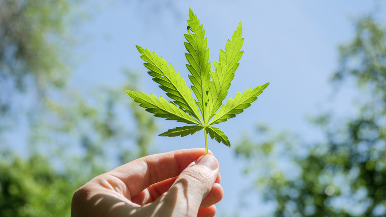 hand holding cannabis leaf