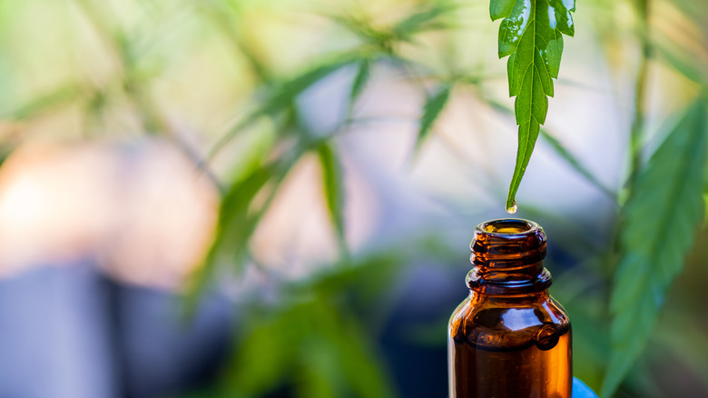 oil dripping from a plant into a bottle