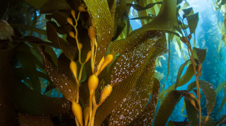A forest of kelp