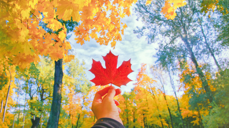 Hand holding red autumn leaf closeup
